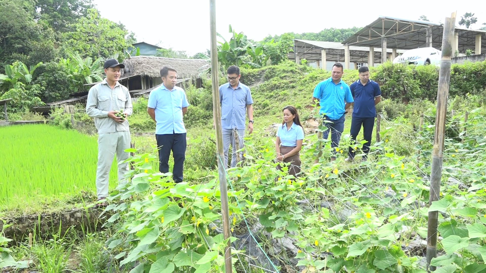 Chương trình liên kết chuỗi sản phẩm trồng Dưa chuột Bao tử tại xã Nà Chì xã Khuôn Lùng