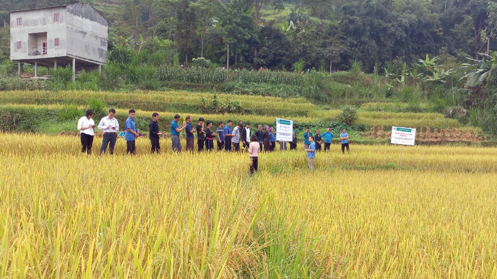 Sơ kết đánh giá mô hình sản xuất lúa Già Dui an toàn tại xã Thu Tà