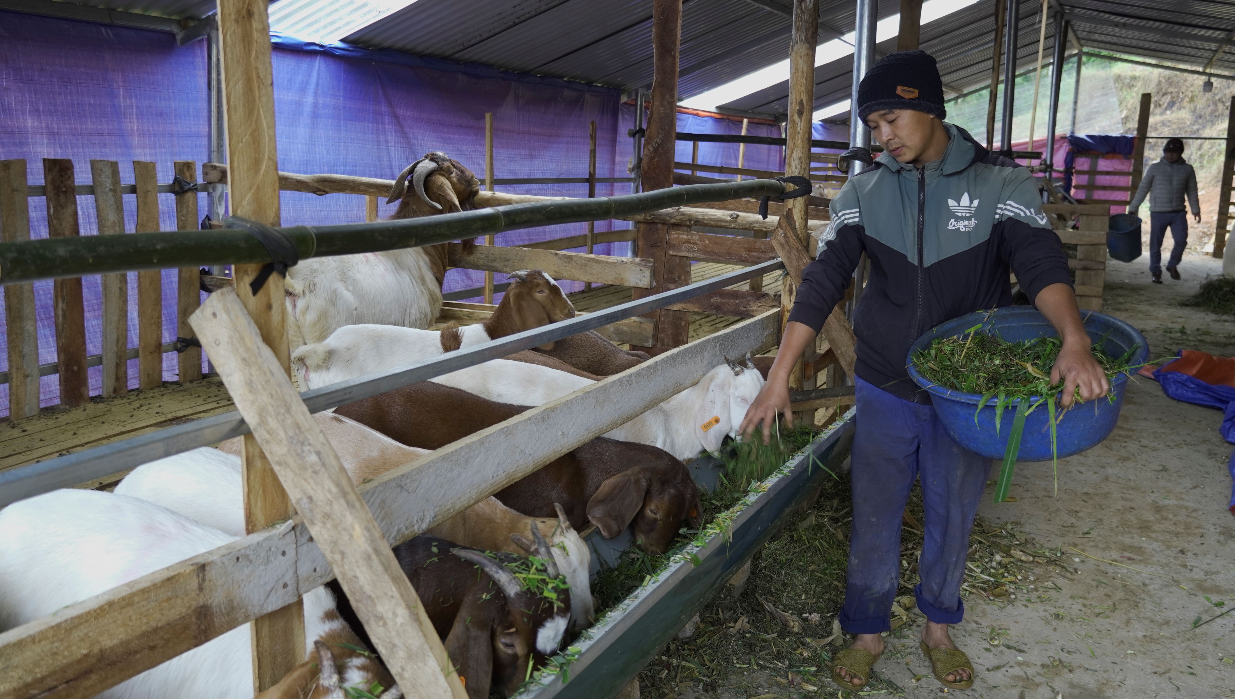 Huyện Xín Mần chủ động phòng chống rét vật nuôi trong đợt rét đậm, rét hại