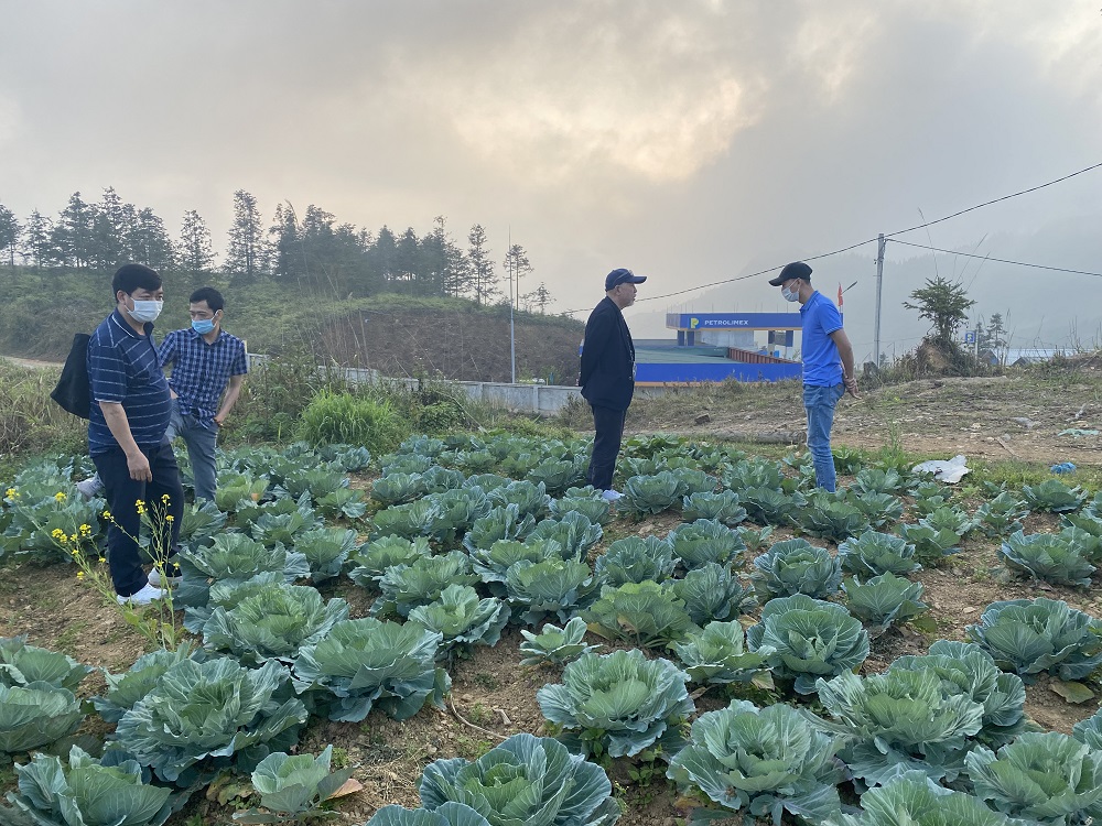 Khảo sát vùng trồng rau sạch tại xã Xín Mần