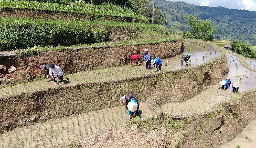 Xã Thu Tà tập trung gieo cấy lúa vụ mùa 2022