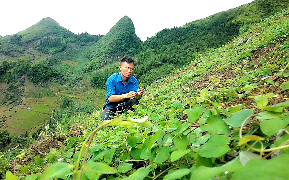 Vàng Seo Bình bảo tồn và phát triển nguồn dược liệu bản địa ở Seo Lử Thận