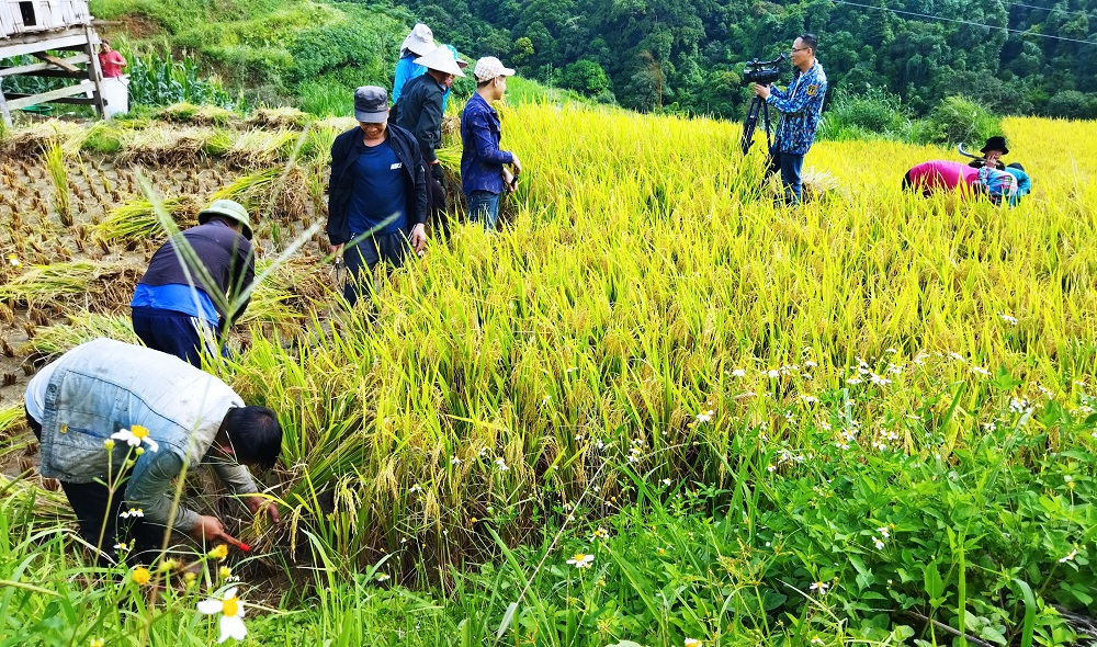 Xã Nấm Dẩn tập trung thu hoạch lúa vụ Mùa 2022