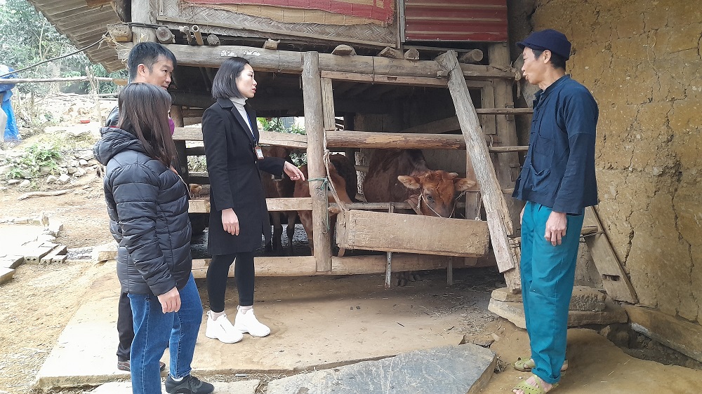 Thị  trấn Cốc Pài chủ động trong phòng chống đói rét cho đàn gia súc